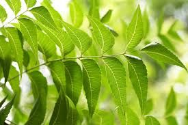 Neem Leaves -dry